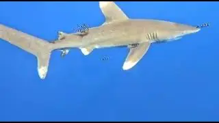 angry shark قرش غاضب