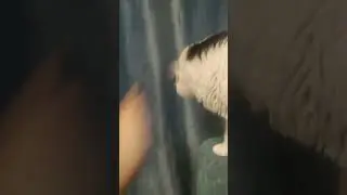 Кот Баря)