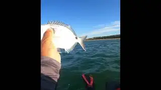 El MEJOR vinilo PARA coger SARGOS 🪱#fishing #huelva #spinning #pesca #videoshort
