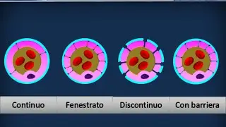Istologia 04 - Epitelio di rivestimento pavimentoso semplice