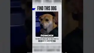 Разыскивается пёсель. Приметы: любит хот-доги