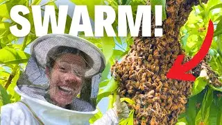Catching a Bee Swarm... Didn’t Go As Planned.