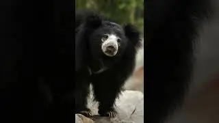 SLOTH BEAR | Honey Bear