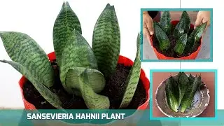 EPISODE 27 HOW TO GROW SANSEVIERIA HAHNII WITH LEAF CUTTING BY SOIL PROPAGATION