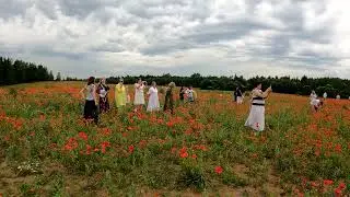 Маковые поля Порхова