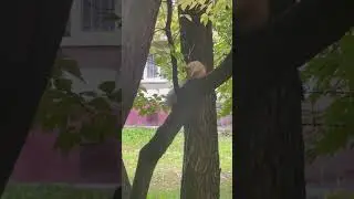 Белки в городе🐿️! Классная парочка!
