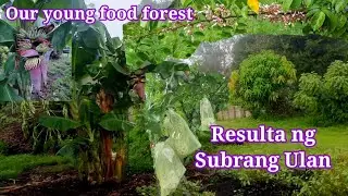 Update sa Aming Fruit trees sa Sobrang ulan