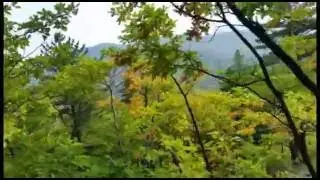 Листьями пошуршать