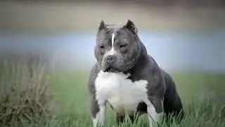 DOG PHOTOGRAPHY - LET'S LEVEL THE PLAYING FIELD
