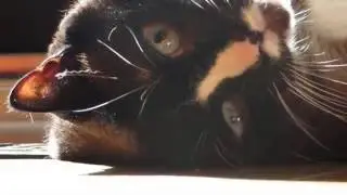 La vie de mon chat Pouding