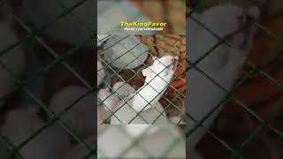 Thả tui ra 😜 | Shorts 29