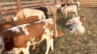 Бычки Новая партия