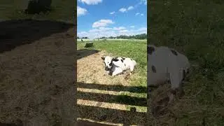 Телёнок Миша смешно машет ушами🐄 ПАРК ЗЕМЛЯ ПРАЙДА 🌿