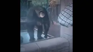 Monkey Claps For Dancing Human