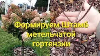Как вырастить основу для штамба?Наблюдения