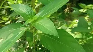 Barleria cristata මල්