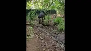 Tapir making hiccup sound when it is hungry