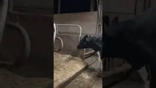Dariy farm in italy 🐄🐄🐄🐄