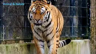 #Tigar