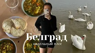 Белградский влог I суп из тик-тока, ужин с собачками, о банках в Сербии