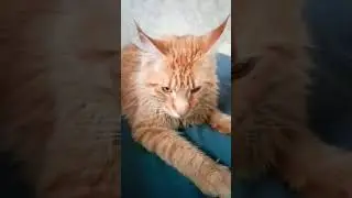 Не помню как Обещала Мужу 