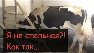 How to inseminate a cow//Hormonal scheme