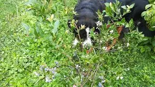 Südoststeiermark: Es is Zeit für Heidelbeeren 🐕 mmmmhhhh😋