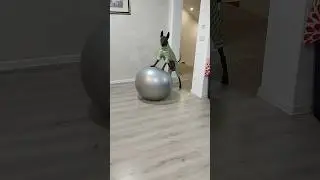 Xolo dog learns to roll a fitness ball 🏐