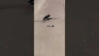 Ворона ест голубя