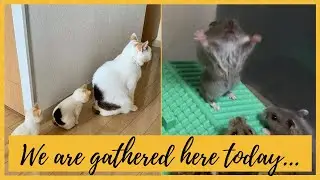 All About Animal Images That Need To Be Seen