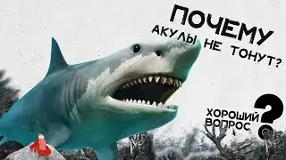 Почему акулы не тонут? Хороший Вопрос