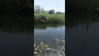 рыбы нет