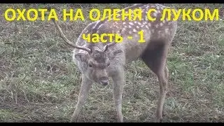 Охота с луком  на оленя при помощи лабаза.  Часть 1.