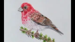 How to Draw a Bird | Rose Finch Bird Drawing in Colored Pencils | Step by Step Bird Drawing