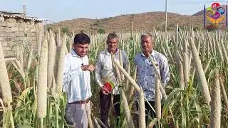 શું તમારી ઉનાળુ બાજરી માં આ ખાસિયતો છે ?