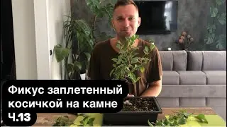 Фикус заплетенный косичкой на камне Ч.13  осеняя  обрезка