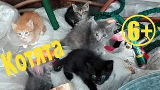 Вам не нужен милый котенок? Тогда просто посмотрите. Ищем добрых людей.