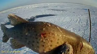 ЧТО ЭТО ТАКОЕ?! Ловля щуки на хапугу зимой. Рыбалка на амуре. Зимняя рыбалка 2021 на хлопок