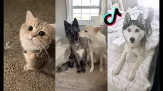 Cutest animal videos on TikTok pt.1🐶🐾