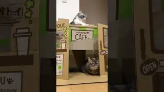 у комару своя кофейня 