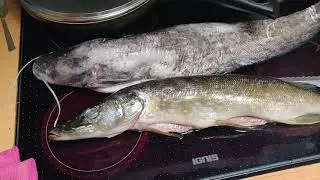 Рыбалка куда поехать в отпуск море рыбы