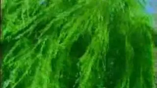 cat rapes dog - guns god and gasoline