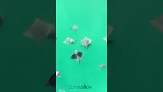 Incredible fever of bat rays. A favorite meal of juvenile great white sharks.