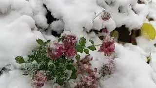 Bahçe den Kış Görüntüsü ❄️❄️❄️
