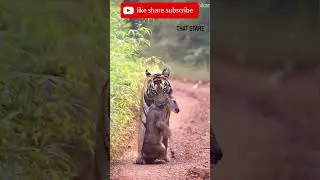 Amazing animals video lover ❤️ 🐅🐯🦍 #video #like #share #subscribe #viral #viralvideo