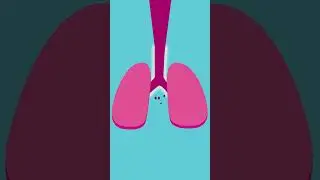 How Oxygen is Breathe in #shorts