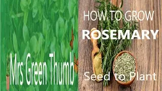 How grow Rosemary - From seed to plant