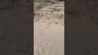 Медведь где-то рядом))