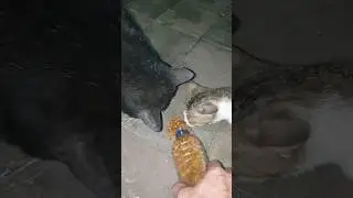 beri makan kucing lapar #cat #shortvideo #shorts