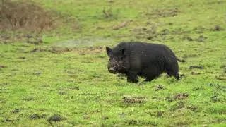 Pig and Horses